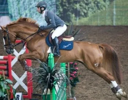 Kezdés ugrani, vagy tippek kezdőknek Jumping - helyszínen a lovak