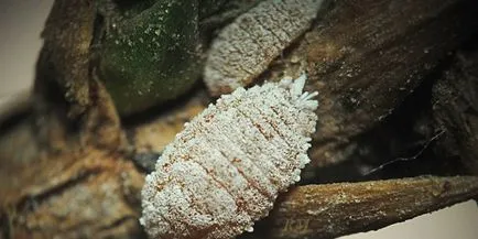 Mealybugs на стайни растения Как да се справим