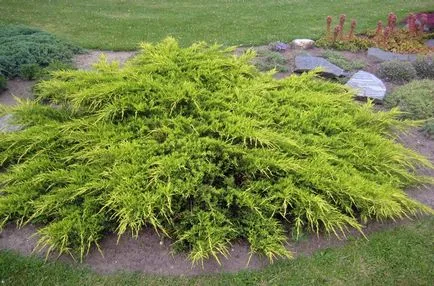 Juniper pfittseriana (pfitzeriana) soiuri caracteristice și populare