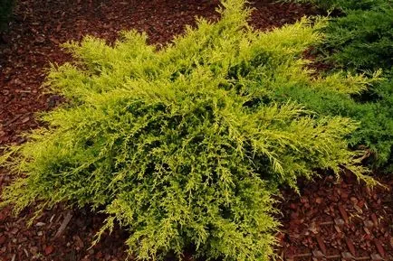 Juniper pfittseriana (pfitzeriana) jellegzetes és népszerű fajták