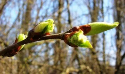 Обработка дървета от вредители и болести в ранна пролет, след цъфтежа от спрей