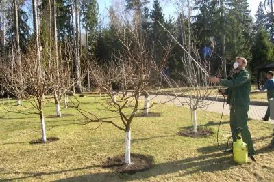 Feldolgozás fák a kártevők és betegségek kora tavasszal, virágzás után, mint permet
