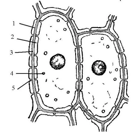 растителната клетка плик