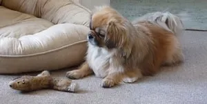 proprietarii de descriere câine rasa Tibetan Spaniel cu comentarii și fotografii