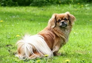 proprietarii de descriere câine rasa Tibetan Spaniel cu comentarii și fotografii