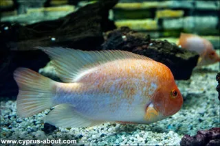 Oceanarium în Protaras