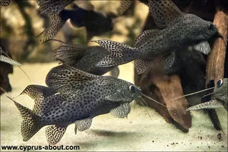 Oceanarium în Protaras