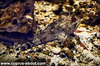 Oceanarium în Protaras