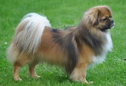 proprietarii de descriere câine rasa Tibetan Spaniel cu comentarii și fotografii