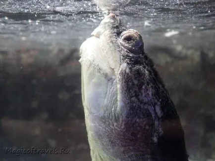 Ocean Aquarium в Протарас