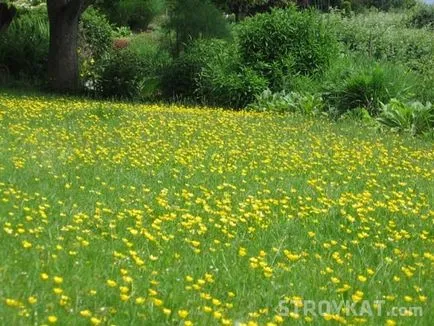 Facem peluza din fata - terenuri, curte, gradina, cabana - grădini de flori, paturi de flori