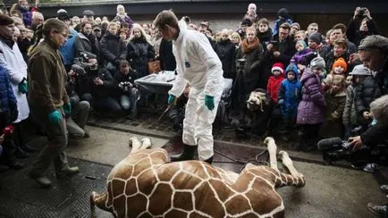 A brutális meggyilkolása egy zsiráf Marius alkalmazottak az állatkert Dániában (13 fotó) - triniksi