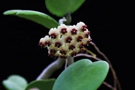 Inimă verde, Hoya Kerry