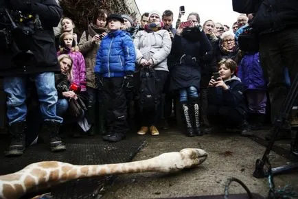 A brutális meggyilkolása egy zsiráf Marius alkalmazottak az állatkert Dániában (13 fotó) - triniksi