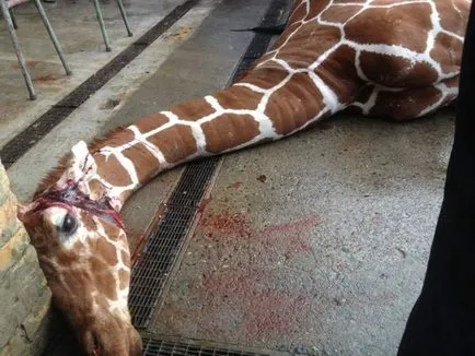 A brutális meggyilkolása egy zsiráf Marius alkalmazottak az állatkert Dániában (13 fotó) - triniksi
