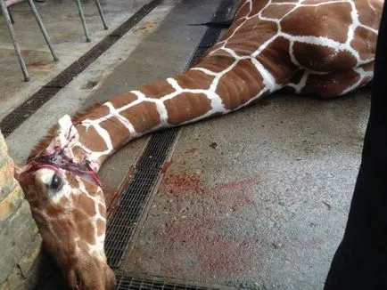 Uciderea brutală a unei girafe angajaților Marius de la grădina zoologică din Danemarca (13 poze) - triniksi