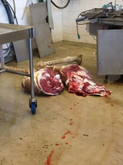 A brutális meggyilkolása egy zsiráf Marius alkalmazottak az állatkert Dániában (13 fotó) - triniksi
