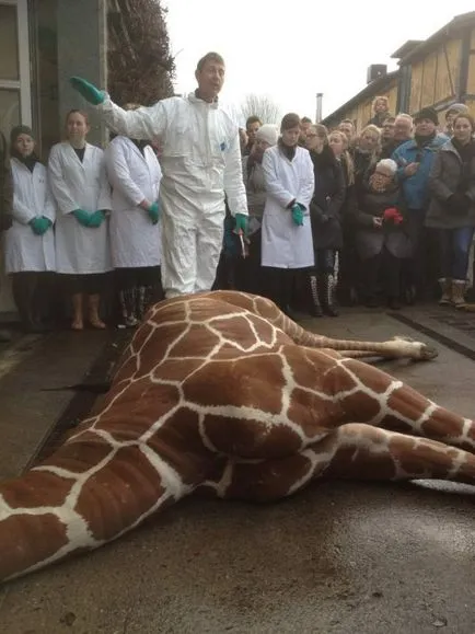 Uciderea brutală a unei girafe angajaților Marius de la grădina zoologică din Danemarca (13 poze) - triniksi