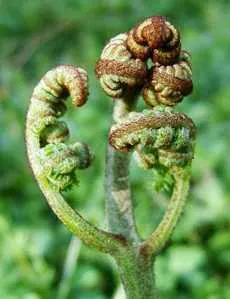 Pteridium aquilinum páfrány (Pteridium aquilinum) szobanövények