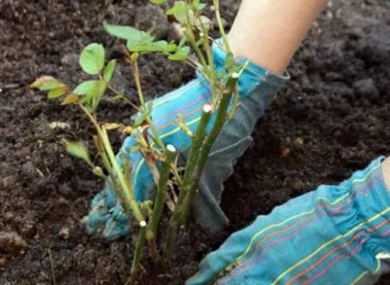 trandafiri de plantare de toamnă