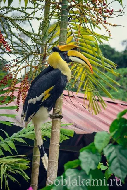 Langkawi Minden látnivalók