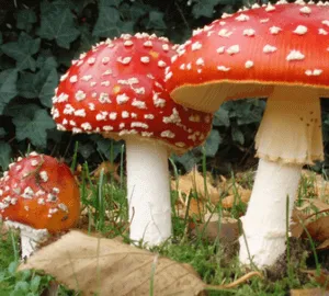 Fly agaric simptome intoxicații și tratament de prim ajutor