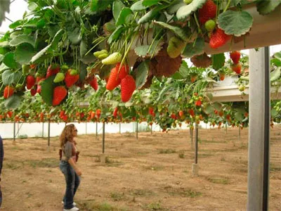 Zöldségtermesztés talaj nélküli, információs és hirdetési mezőgazdasági újság - agroinfo