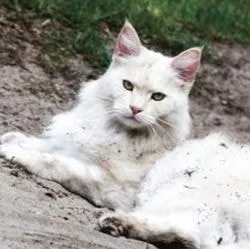 Пареза и парализа на пикочния мехур при лечение котки - всичко за котки и котки с любов