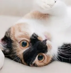 Пареза и парализа на пикочния мехур при лечение котки - всичко за котки и котки с любов