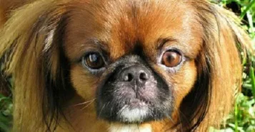 Pekingese - a történelem, a fajta származási