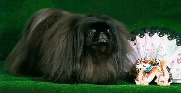 Pekingese - a történelem, a fajta származási