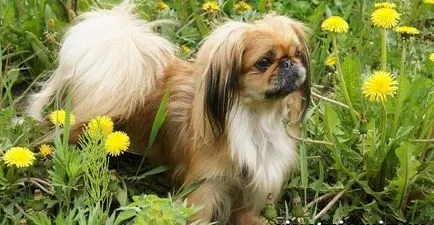 Pekingese - a történelem, a fajta származási