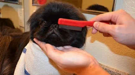 Pekingese - a történelem, a fajta származási