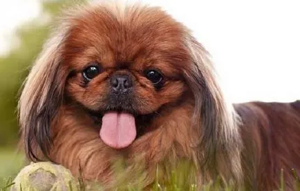 Pekingese - a történelem, a fajta származási