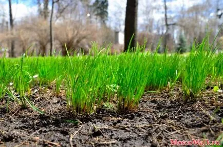 Sokolniki Park ma - Moszkva séták, parkok