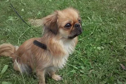 Pekingese - a történelem, a fajta származási