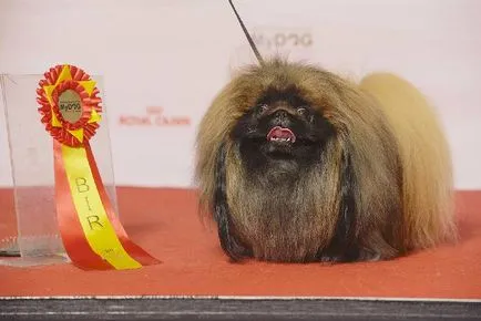Pekingese - fajta játék kutya - kutyatenyésztés