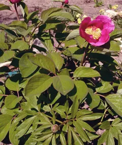 Paeonia officinalis a népi gyógyászatban