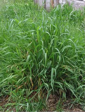 Диван полезни свойства и прилагане на полезните свойства на пшеница трева