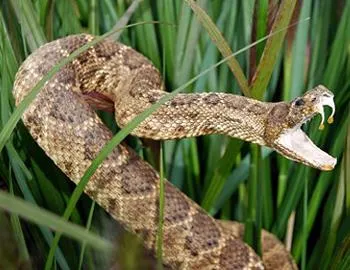 Primul ajutor pentru muscatura de sarpe, ce să facă, în ghearele animalelor