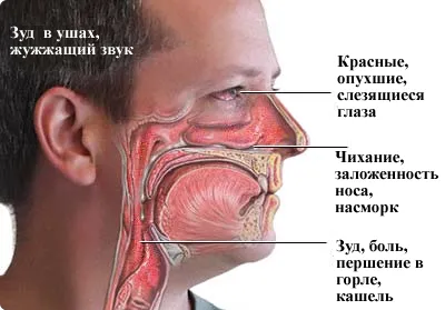 Прах червеи (домашен прах), как да се отървете + кк във фондове