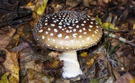 Primul ajutor pentru simptome de otrăvire Amanita muscaria