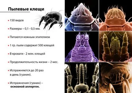 Прах червеи (домашен прах), как да се отървете + кк във фондове