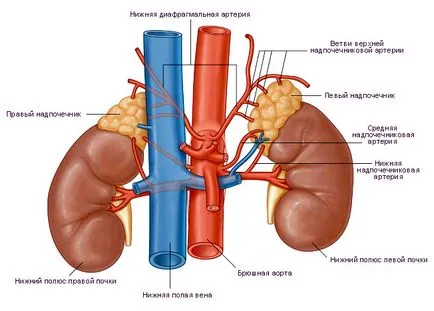 hiperaldosteronism primar - cauze, patogeneza, simptome, diagnostic, tratament