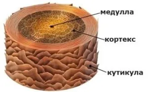 Защо се подстрига, професионална козметика за коса запалени