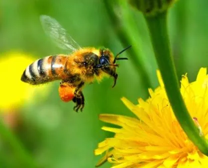 Защо бръмчене пчела (kapochka-капачка)