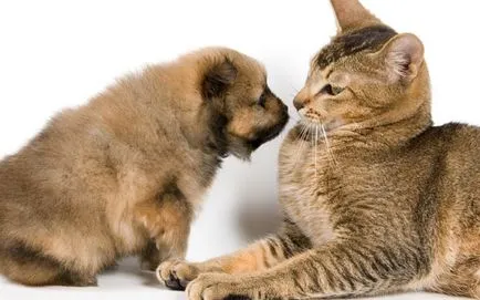 Miért macskák félnek a kutyák miért kutyák és macskák vérbosszú miért macskák félnek a kutyák