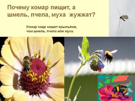 De ce scârțâituri țânțar și albine bondari, un zumzet muscă - Prezentare 6768-11