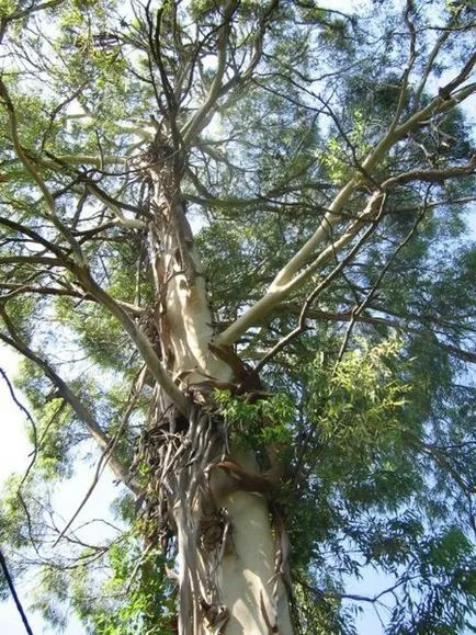 De ce eucalipt numit - fără umbră de un copac, eucalipt