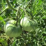 tomatele mele, cabana club de odă pentru a da! Revista online despre grădină - grădină și nu numai